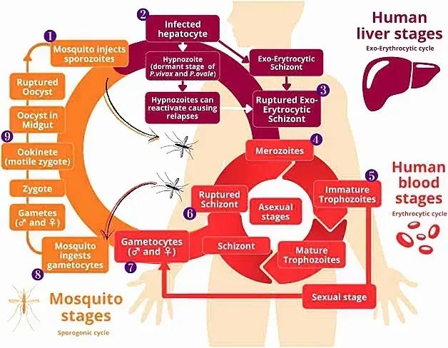 AI4M: Mejora de la predictibilidad de la malaria mediante la IA